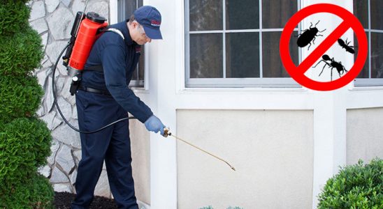 Akçakoca Pire İlaçlama böcek ilaçlama ve haşere kontrolü — ilaclama-tr.com